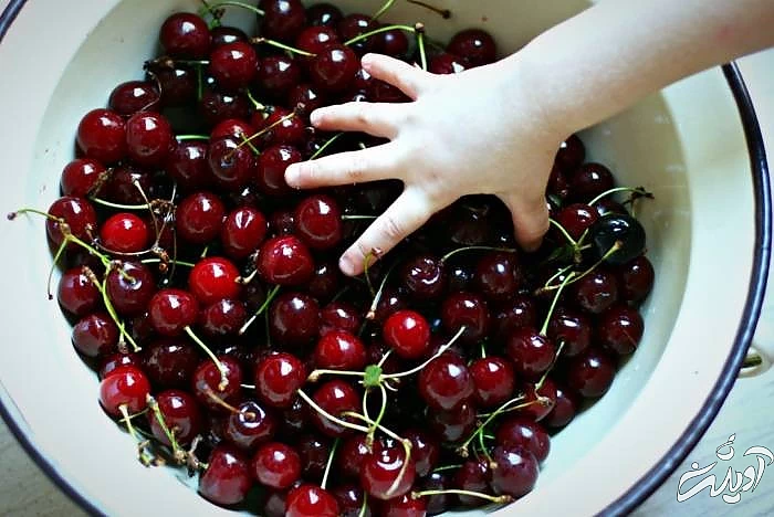 خواص آلبالو